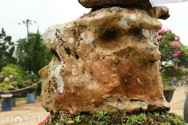 Cụ thiên tuế hơn 500 tuổi, có nụ hơn 1 năm vẫn chưa chịu nở hoa